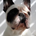Franse Bulldog