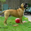 Perro Dogo Mallorquín