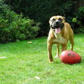 Perro Dogo Mallorquín