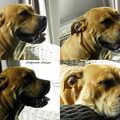 Perro Dogo Mallorquín