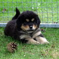 Tibetaanse Mastiff