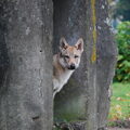 Tsjechoslowaakse Wolfhond