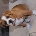Old English Bulldog