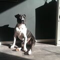 American Staffordshire Terrier