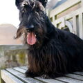 Schotse Terrier