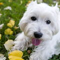 West Highland White Terrier