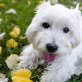 West Highland White Terrier