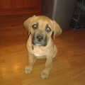 Dogo Canario