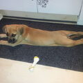Dogo Canario