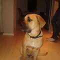 Dogo Canario