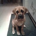 Cane Corso