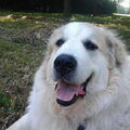 Pyreneese Berghond