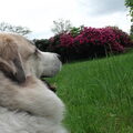 Pyreneese Berghond