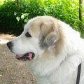 Pyreneese Berghond