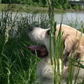 Pyreneese Berghond