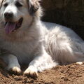 Pyreneese Berghond