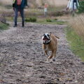 Old English Bulldog