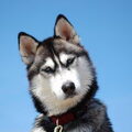Siberian Husky