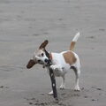 Jack Russell Terrier