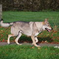 Tsjechoslowaakse Wolfhond
