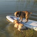 Engelse Bulldog