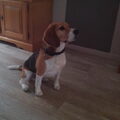 Beagle