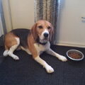 Beagle