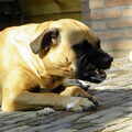 Ca de Bou