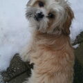 Lhasa Apso