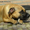 Ca de Bou