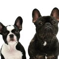 Franse Bulldog