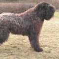 Bouvier