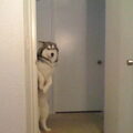 Alaskan Malamute