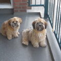 Lhasa Apso