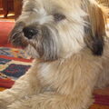 Lhasa Apso