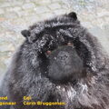 Chow chow