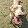 Weimaraner