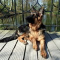 Oud Duitse Herdershond