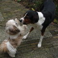 Entlebucher Sennenhond