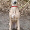 Whippet