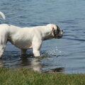 Amerikaanse Bulldog