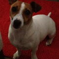 Jack Russell Terrier