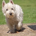 West Highland White Terrier