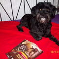 Tibetaanse Terrier
