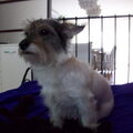 Jack Russell Terrier