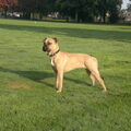 American Staffordshire Terrier