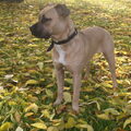 American Staffordshire Terrier