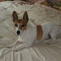 Jack Russell Terrier