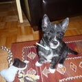 West Highland White Terrier