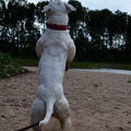 Amerikaanse Bulldog